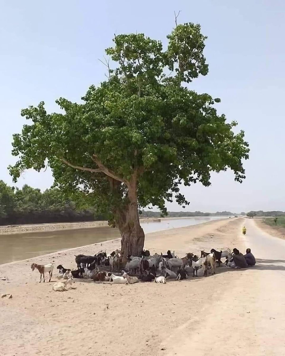 The value of a single  tree🌳. Tree can provide oxygen, shade, habitat, beauty, and a symbol of nature's resilience. Plant trees plant hope🌳❤️🌳  #TreeLove #NatureMatters