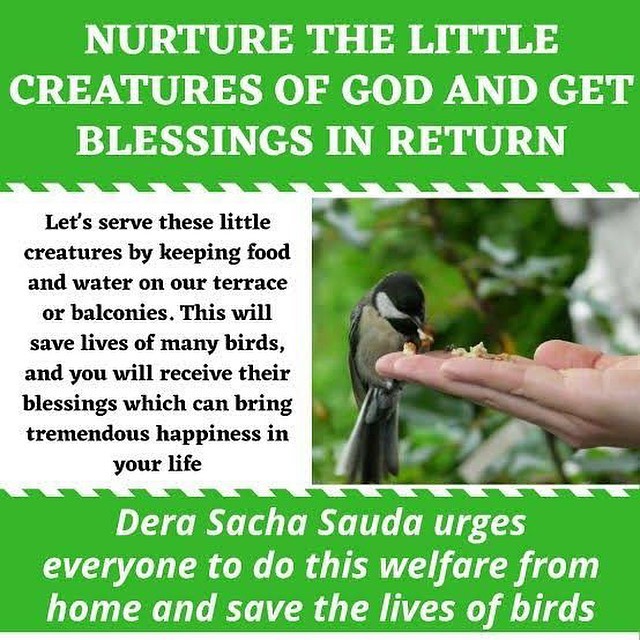 Birds are a unique gift from nature, and it is our duty to #FeedFeatheredFriends and #SaveBirds . Millions of volunteers are urged by Saint Dr. MSG Insan to defend them by providing food, shelter, and water.