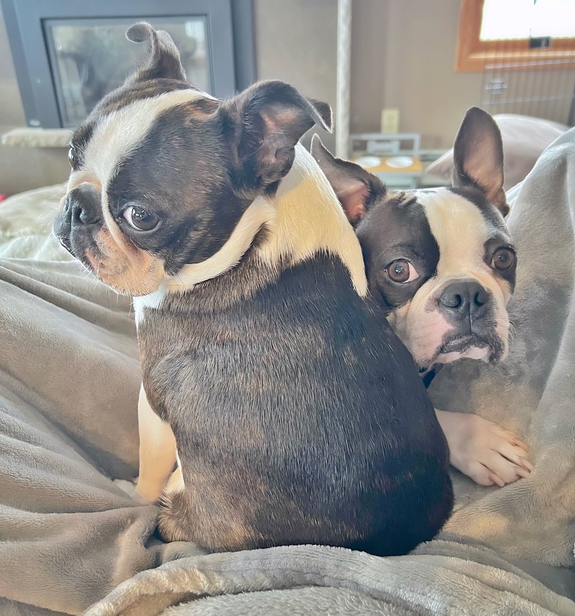 Little round bodies…expressive eyes…warm cuddles 
These are the things I’m thankful for 🫠
#doglover #dogsarethebest #bostonterrier #dogsoftwitter