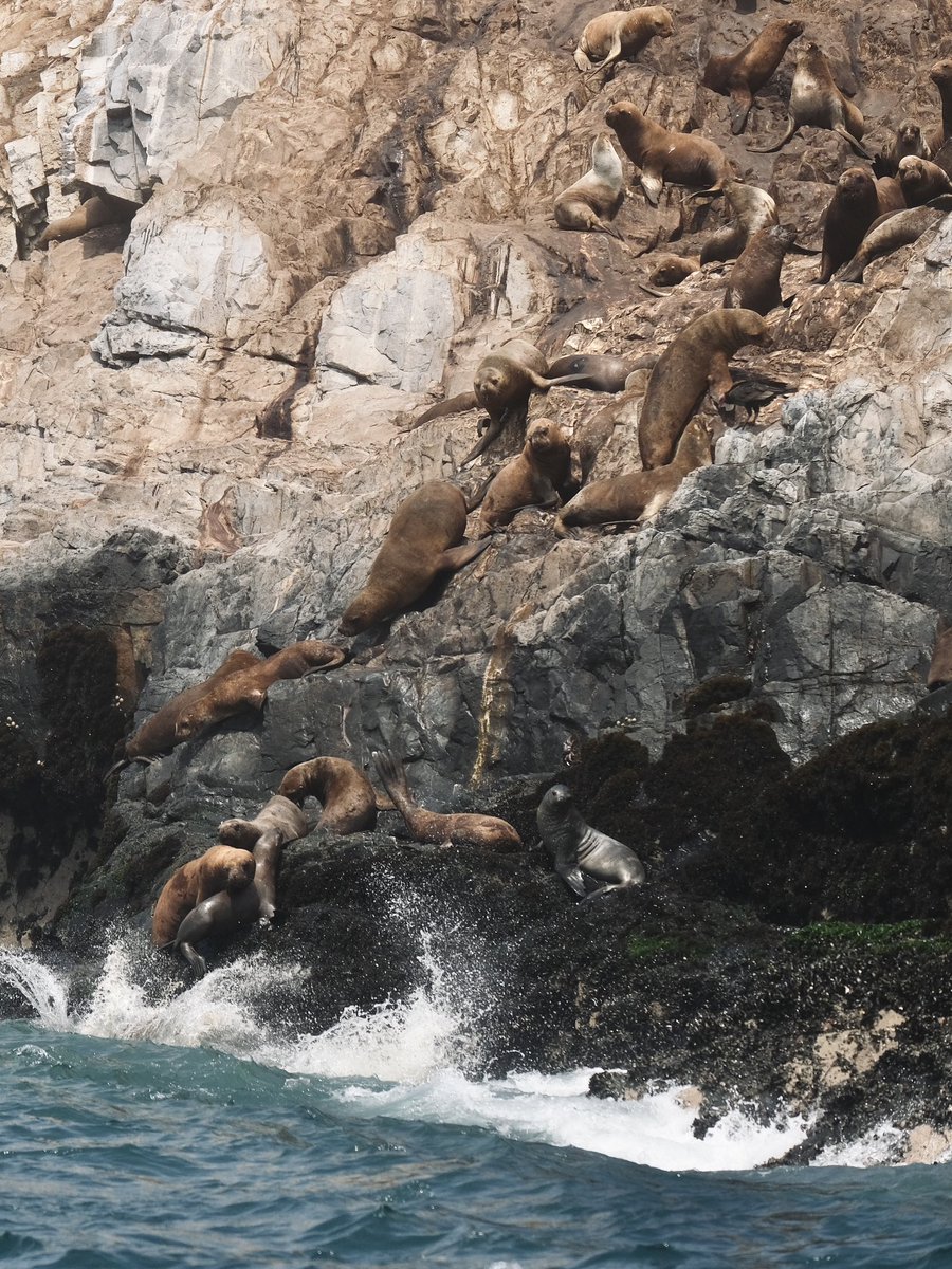 👋 Excited to kick off the first MCEM member thread! 🎓 I'm @cwyhaze, a first-year DPhil diving deep into #pinniped research in Peru with #drones & population dynamic models 🦭 Stay tuned for tweets about my fieldwork in 🇵🇪 last month! @OxfordBiology
