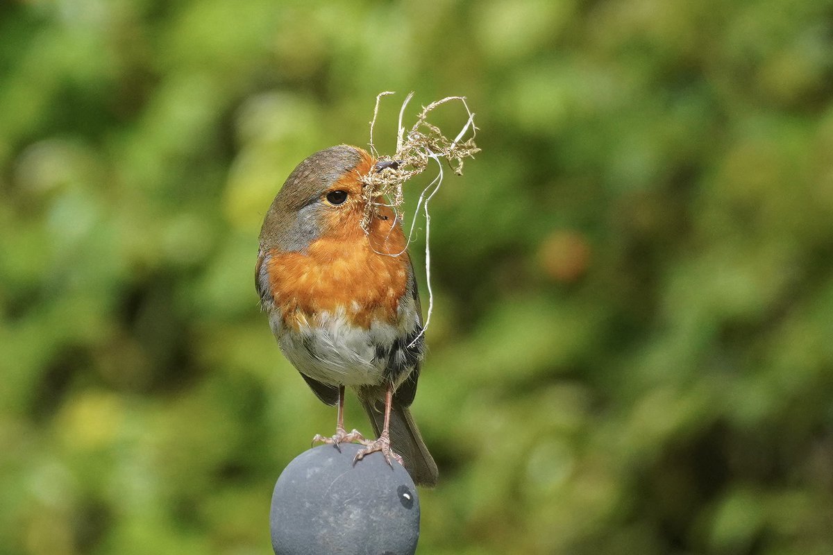 My robins have had the busiest of weekends nest building in the garden! @SuffolkBirdGrp @BTO_Suffolk