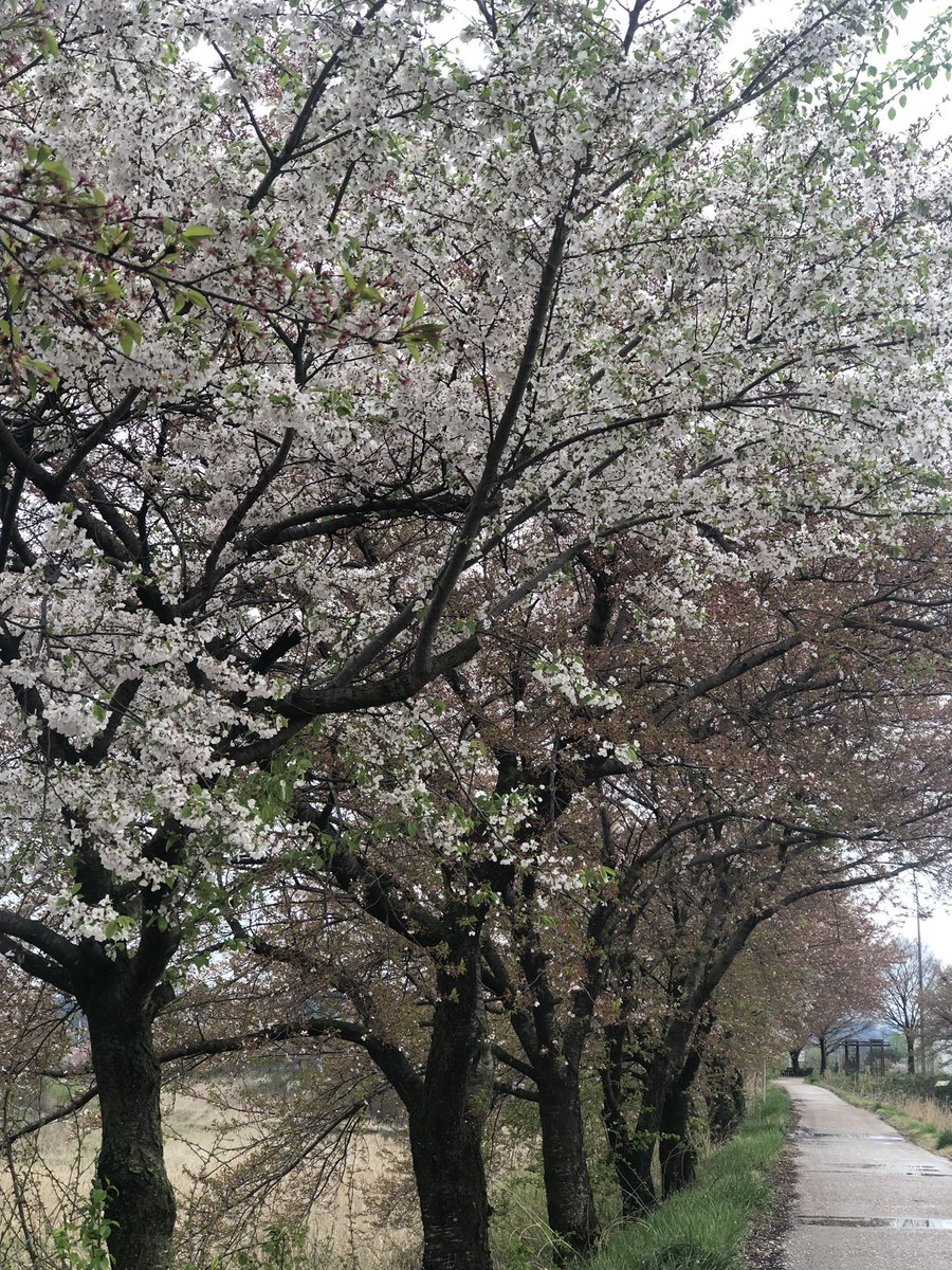 아마도 올봄 마지막 벚꽃 구경일듯 하여 동네 한바퀴 돌고 오는게 카톡이 울린다. “날도 꾸리한데 파전 어때요? 반죽 들고 넘어가겠슴돠. 아, 두릅이랑 엄나무순 데친것도 들고 갑니다.“ 이런 친구가 내겐 있돠!!!! #지리산_무검산방_밥상