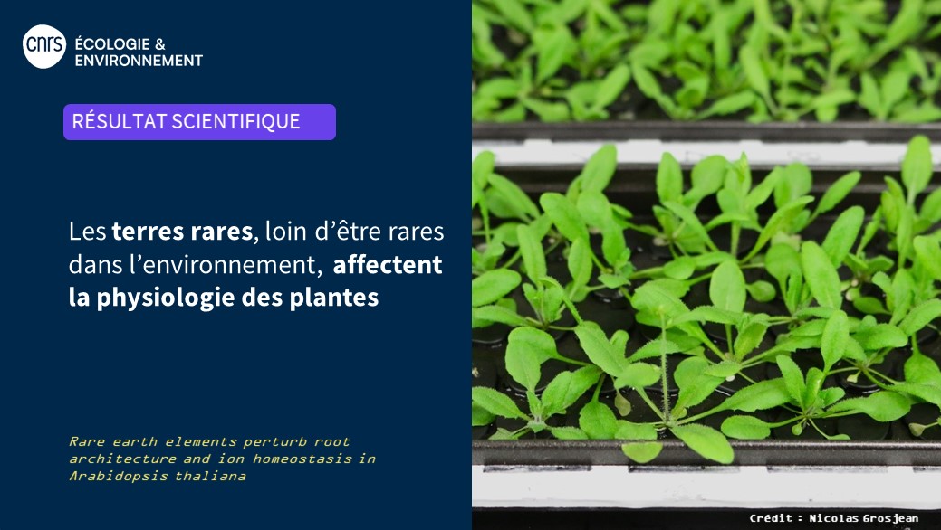 #RésultatScientifique 🔎

🌱Une étude récente révèle que les terres rares, métaux très utilisés dans l'industrie high tech, modifient la teneur en ions, l'expression des gènes et l'architecture racinaire d'une plante modèle.

inee.cnrs.fr/fr/cnrsinfo/le…