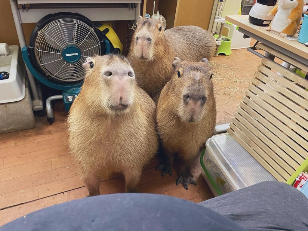 CapybaraLand's tweet photo. We never forget the precious bonds of our family.
from left, Miss Ringo, Miss Potato and Ron boy. https://t.co/iVF18qljSt