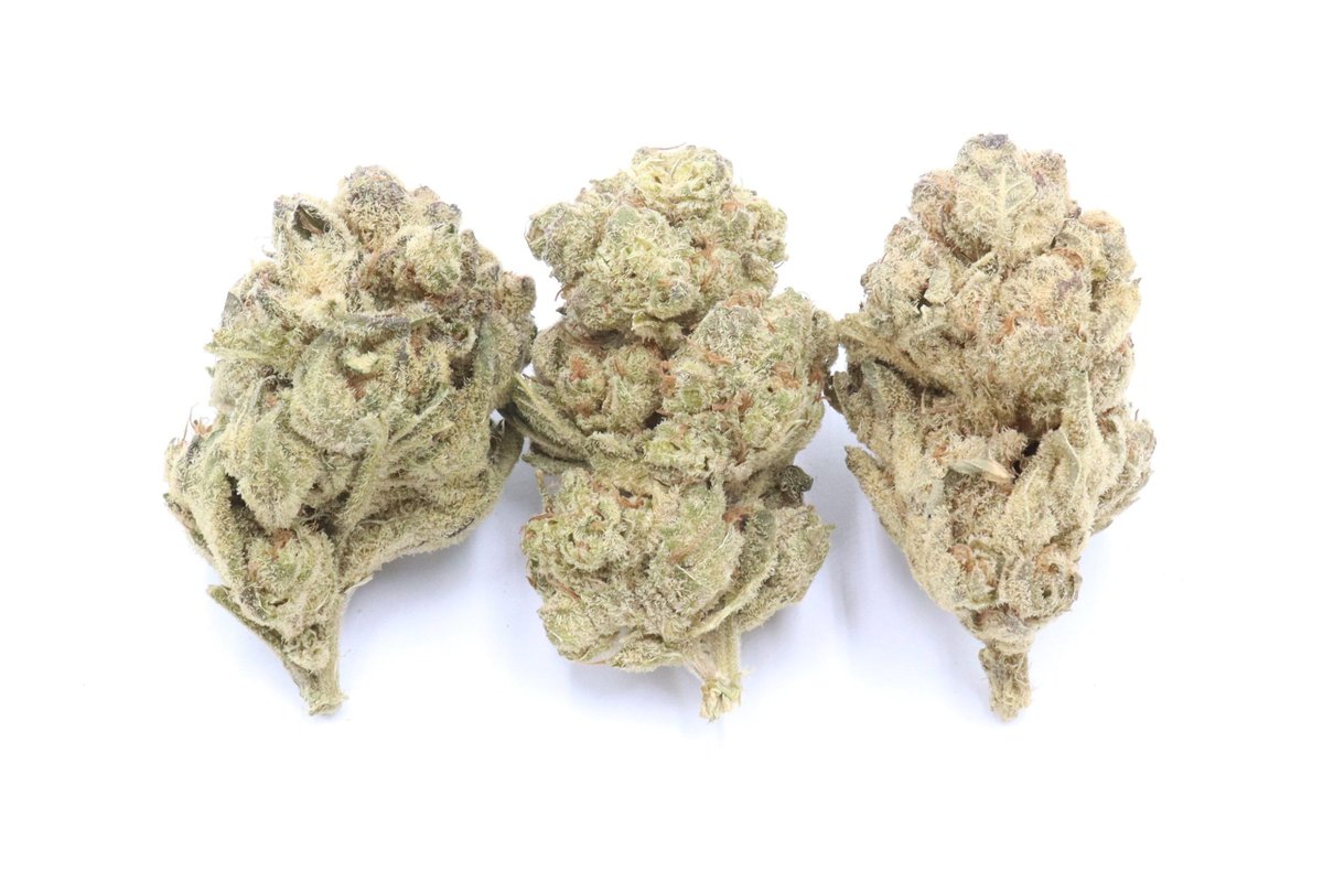 Mimosa is a sativa dominant hybrid strain created through crossing the classic Purple Punch X Clementine strains. Sativa Dominant Hybrid – 70% Sativa / 30% Indica Effects: Cerebral, Energizing, Focus, Motivation, Relaxing, Uplifting #cannabiscanada buff.ly/3PZ1Dhl