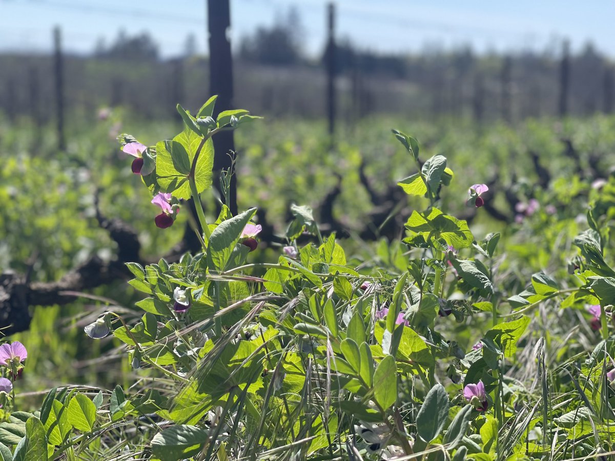 Our Cover crop is STRONG this year!   It rained the past 2 days pushing us above normal rainfall by just a hair, but we will take all the rain!  Thank you Mother Nature!  #napavalley #howellmountain #sustainable