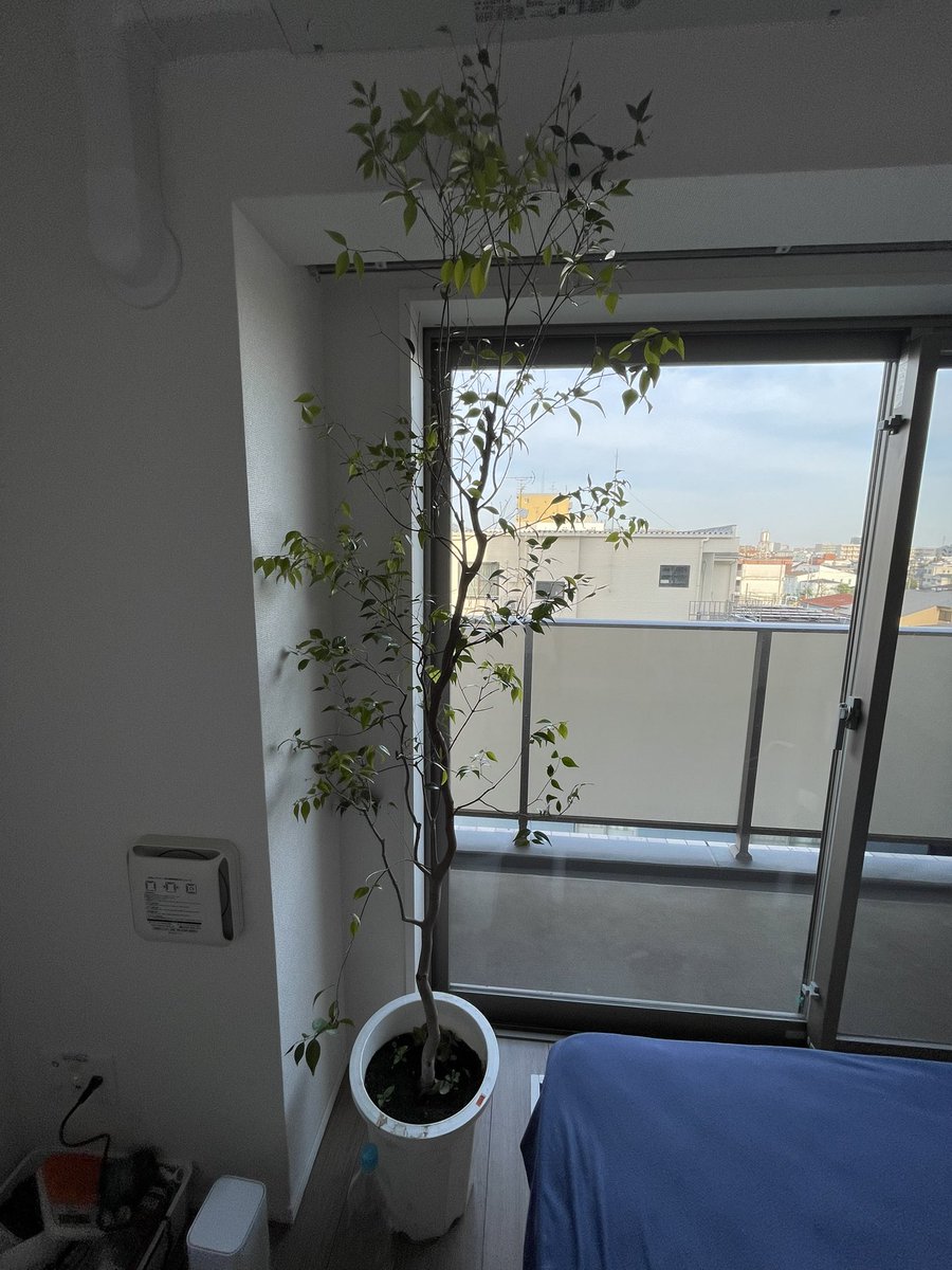 1min60s's tweet photo. 引っ越ししたから大型の植物買ったんですが鉢選びに困ってます

おしゃれな鉢知ってる方居たらリプください😌
#植木鉢
#観葉植物 https://t.co/OW02FUBVHX