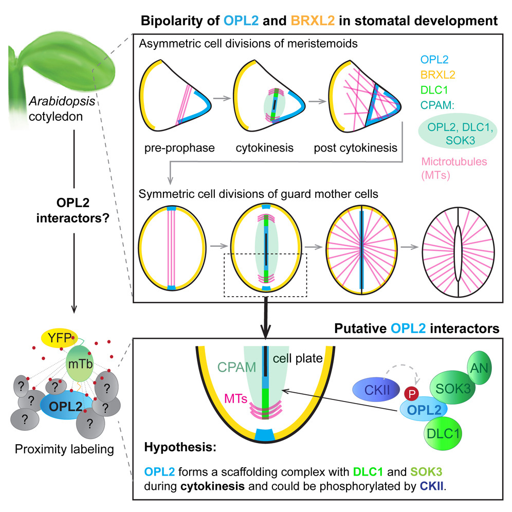 aribidopsis's tweet photo. Spatially resolved proteomics of the Arabidopsis stomatal lineage identifies polarity complexes for cell divisions and stomatal pores @Dev_Cell from Dominique Bergmann's lab. 

https://t.co/DtSjAssS2Y https://t.co/BAfyZ0eOuz