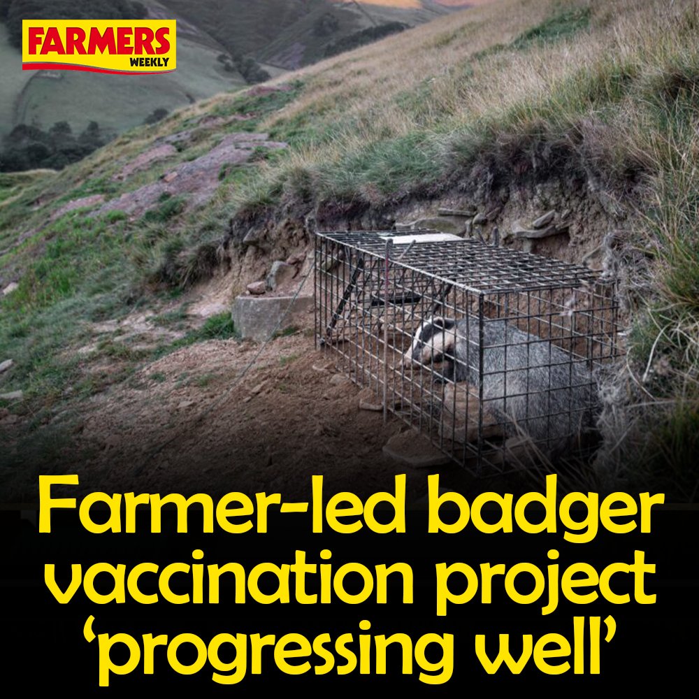 🦡 Farmers and vets are working in partnership successfully to vaccinate badgers against bovine TB in East Sussex. READ MORE: fwi.co.uk/livestock/heal…