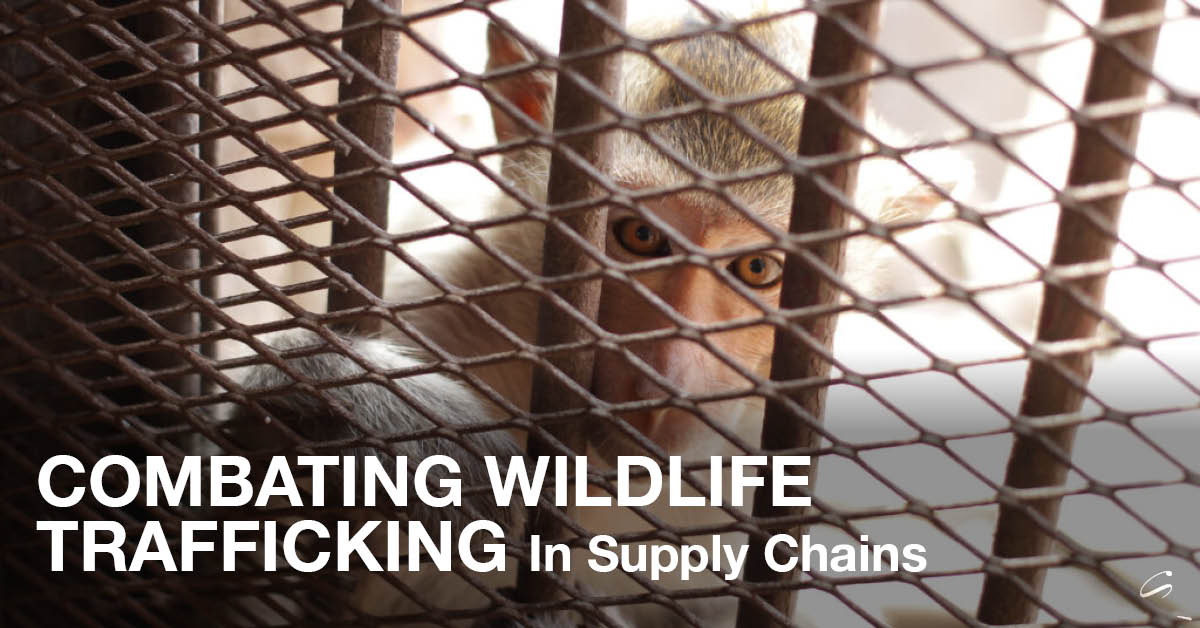 Industry groups are banding together to tackle the challenge of wildlife trafficking within maritime supply chains.

Learn more tinyurl.com/3bzjz8yb #WildlifeProtection #SustainableShipping #MaritimeConservation