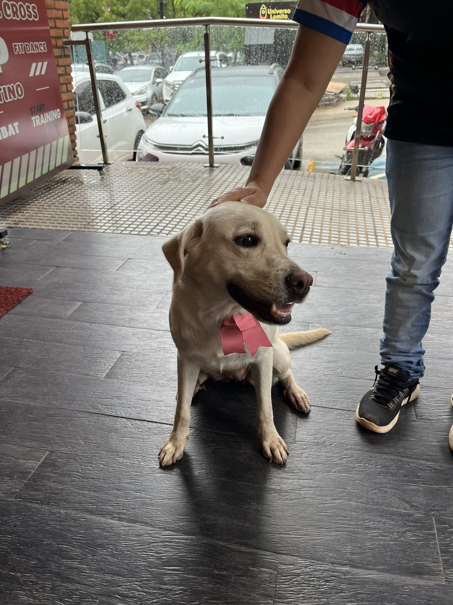 Amira_Arar's tweet photo. Esta perrita parece perdida, estaba temblando cuando le encontramos, frente al gimnasio Global Fitness que esta sobre republica argentina e isaac kostianovsky. Tiene un moñito rosa y esta super bien cuidada🥺 https://t.co/5hT8bR77LV