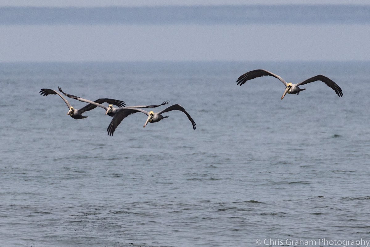 Brown pelicans at Assateague National Seashore. Fun watching these guys diving.