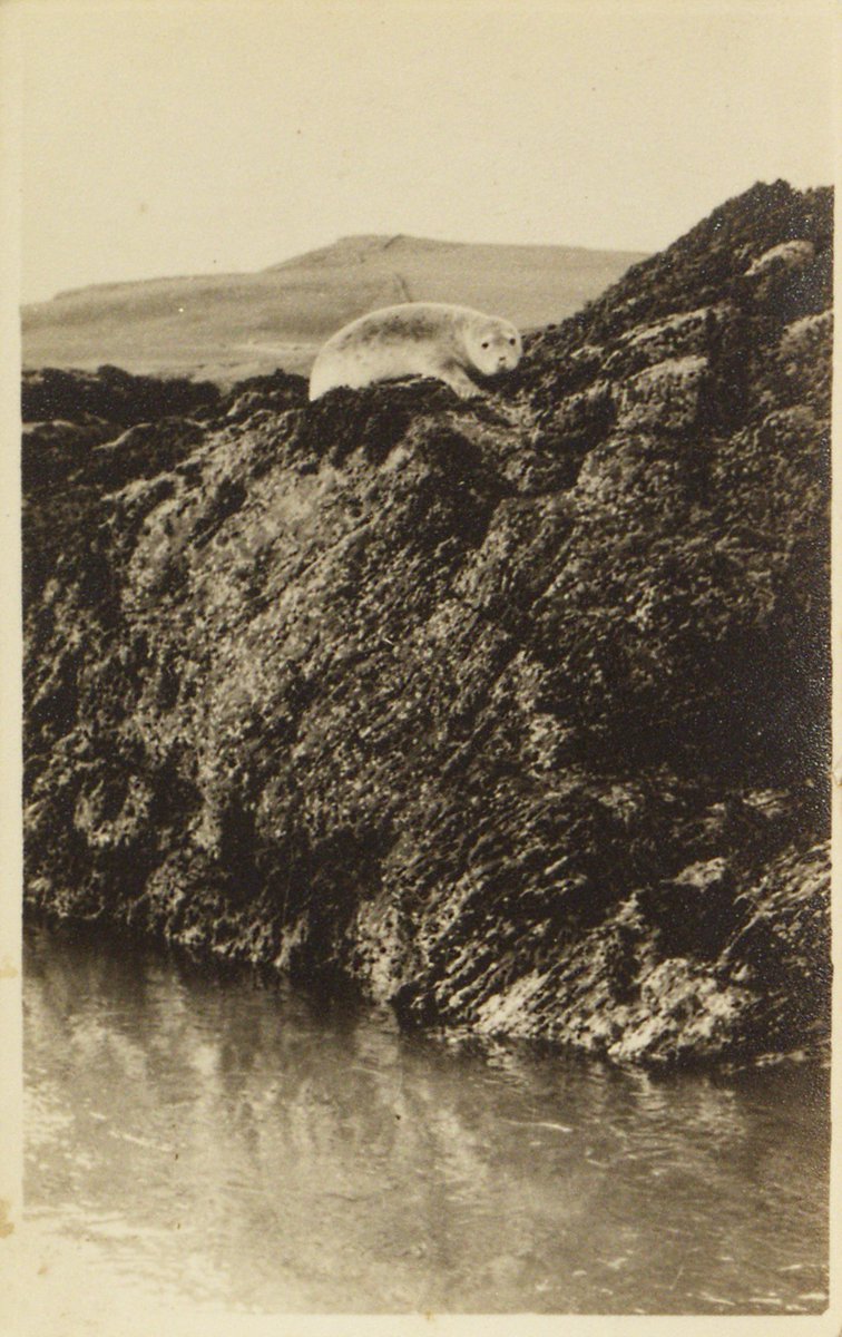 We have a lot of seals in our archive but this one - photographed on the Calf of Man by a daytripper - is definitely our favourite. #ArchiveAnimals #Archive30 #ManxArchives #IsleOfMan