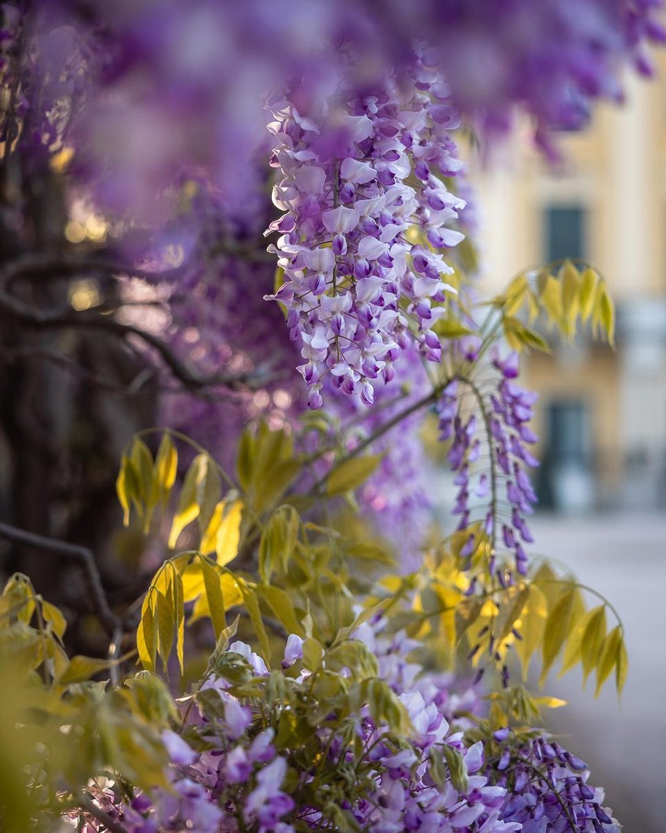 💜 #Wisteria is blooming! Come and enjoy nature's artwork at its finest in the park of #Schönbrunn #Palace! If you're seeking a moment of imperial tranquility and natural splendor, this is the place to be now. 😉 📷 by instagram.com/seplb ✨