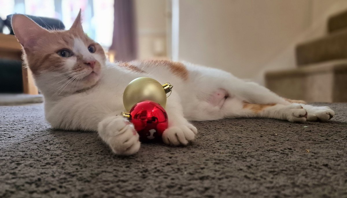He has toys, proper cat toys from pet departments. He doesn't touch them. 

He plays with Christmas tree baubles, chases them around the house, attacks them, protects them.

My ' not my cat ' is broken ... #notmycat #CatsOfTwitter #CatsLover #cat xx