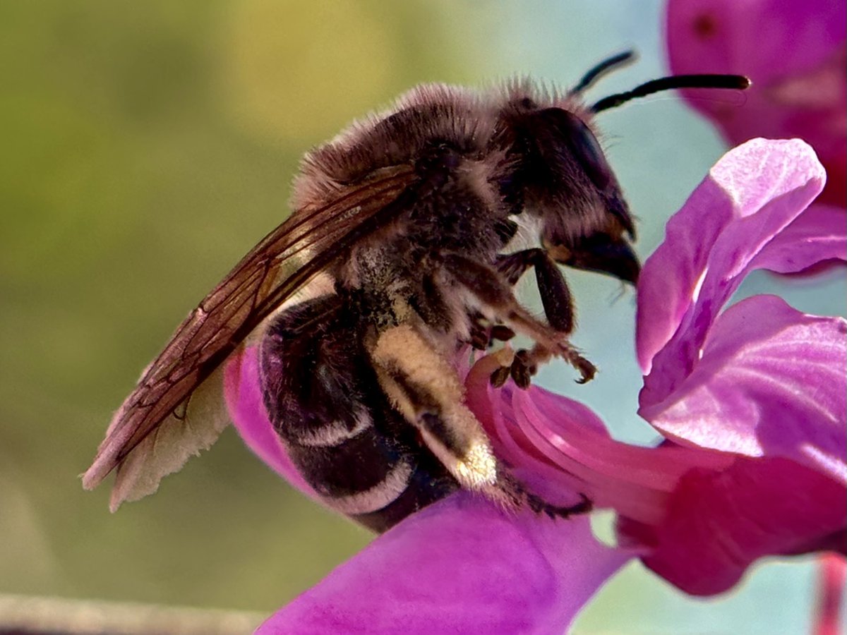 #MacroMonday Redbud and one of its pollinators