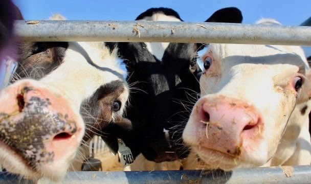 A third of @DFC_plc farmers received subsidies under pact to compensate milk producers for increase in EU tariff-free cheese imports, says @AAFC_Canada audit. Cost to taxpayers was $350M. blacklocks.ca/paid-a-third-o… #cdnpoli