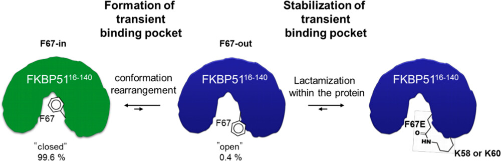 Automated Flow Peptide Synthesis Enables Engineering of Proteins with Stabilized Transient Binding Pockets NEW #ASAP by @Hausch_lab & team @TUDarmstadt Read it here: go.acs.org/8U7