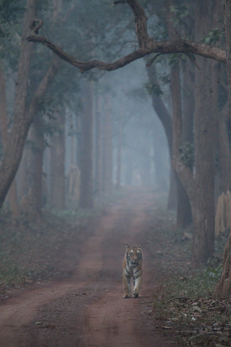 Scissor female 
Dudhwa Tiger Reserve, UP India

Join me on private safaris for Dudhwa Tiger Reserve #SafariwithSalman

#Tigers #nature #wildlife #wildlifephotography