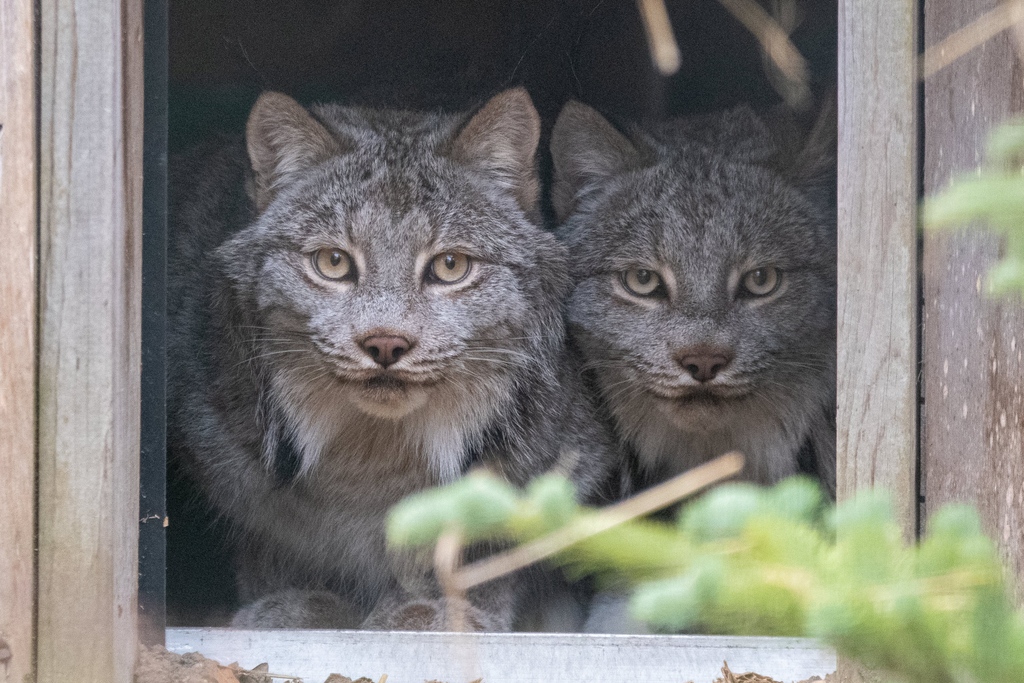 potterparkzoo's tweet photo. The cat is out of the bag! 🐾🌲  
 
We're happy to announce the arrival of two new residents – Canadian lynx brothers Ragnar and Rollo, both 4-years-old. Make sure to visit the lynx habitat on your next visit to the zoo!
 
Learn more on our blog:

https://t.co/P9FKnthFlc https://t.co/tW226MtcaX