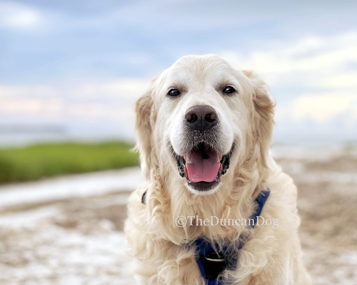 Oh, hi there...  
I thought maybe you could use this smile today.
If not, just pass it on. 
😊
Your friend, Duncan

#aVeryGoodBoy #Mondayvibes #GoldenRetriever #BeachBoy #TheDuncanDog