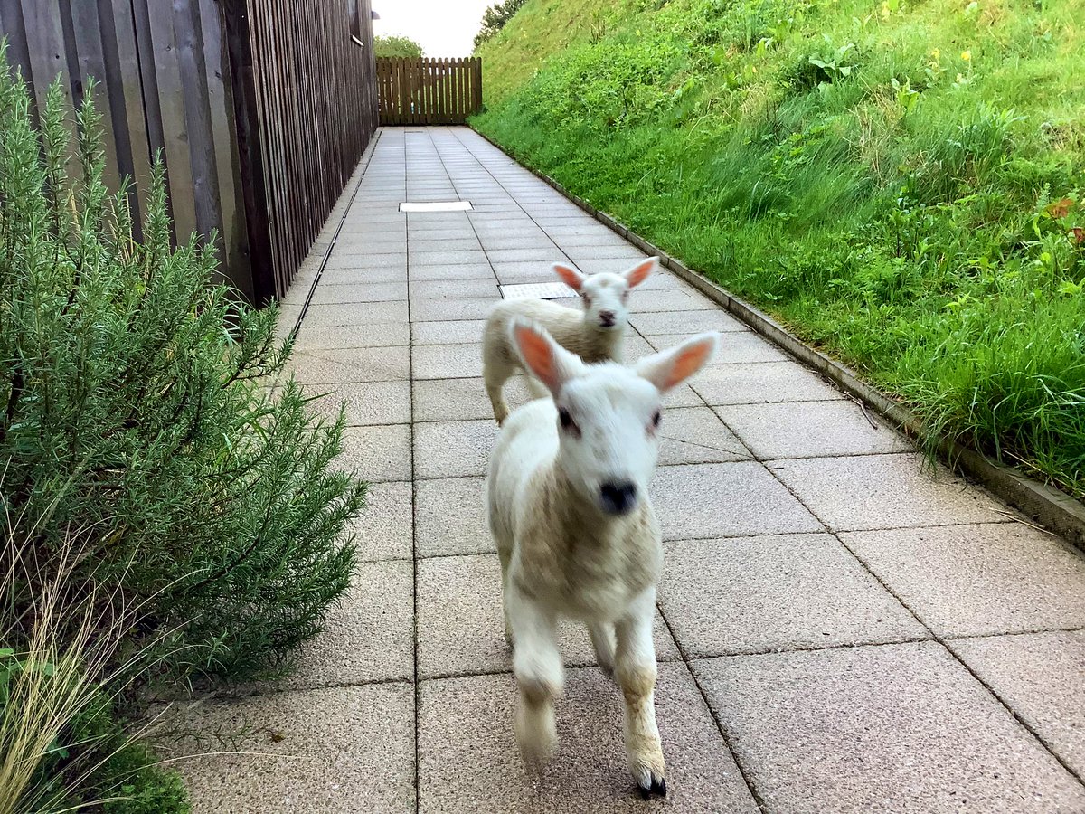 meadowsnursery's tweet photo. The Playroom have been out feeding our two Spring lambs #farming https://t.co/Bwgpd1rdRi