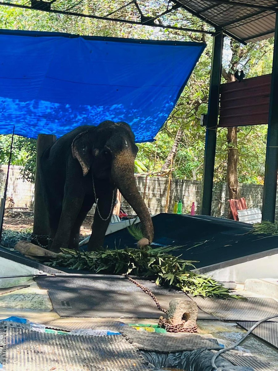 📍Mesmerised by the memorable visit to Guruvayur's Elephant Camp - Anakotta Elephant Sanctuary Guruvayoor 🏕️ 

I was struck by its beauty and the presence of magnificent elephants, all offerings to the Guruvayurappan temple. 

Here, the elephants are trained for temple rituals