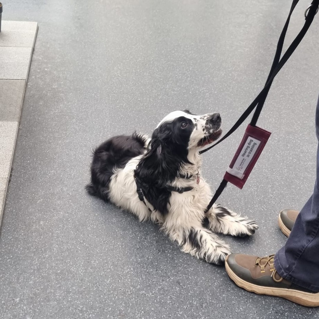 Enzo has been off to visit the garden centre 🪴 It's the perfect introduction to public spaces for pups like Enzo in the second stage of their puppy training - the Puppy 2 Star ⭐⭐ Enzo did a great job practising his 'down' and keeping his focus on his volunteer trainer 🐾