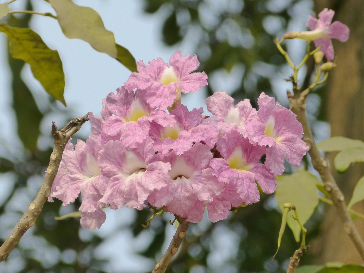 victoriamemkol's tweet photo. Tree of the month โ April
Tabebuia pallida โ Cuban Pink Trumpet tree
#vmh #victoriamemorialhall #trumpettree https://t.co/5IBS9yyunC