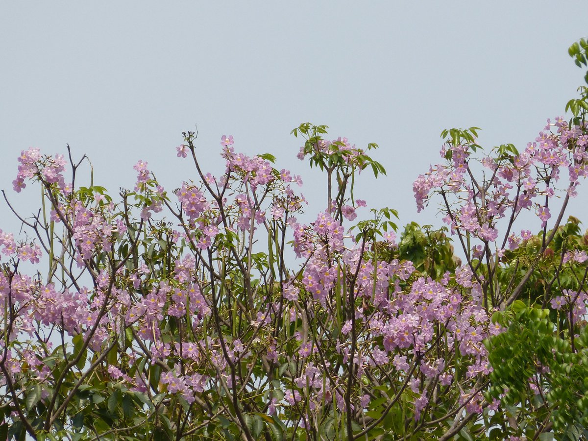 victoriamemkol's tweet photo. Tree of the month โ April
Tabebuia pallida โ Cuban Pink Trumpet tree
#vmh #victoriamemorialhall #trumpettree https://t.co/5IBS9yyunC