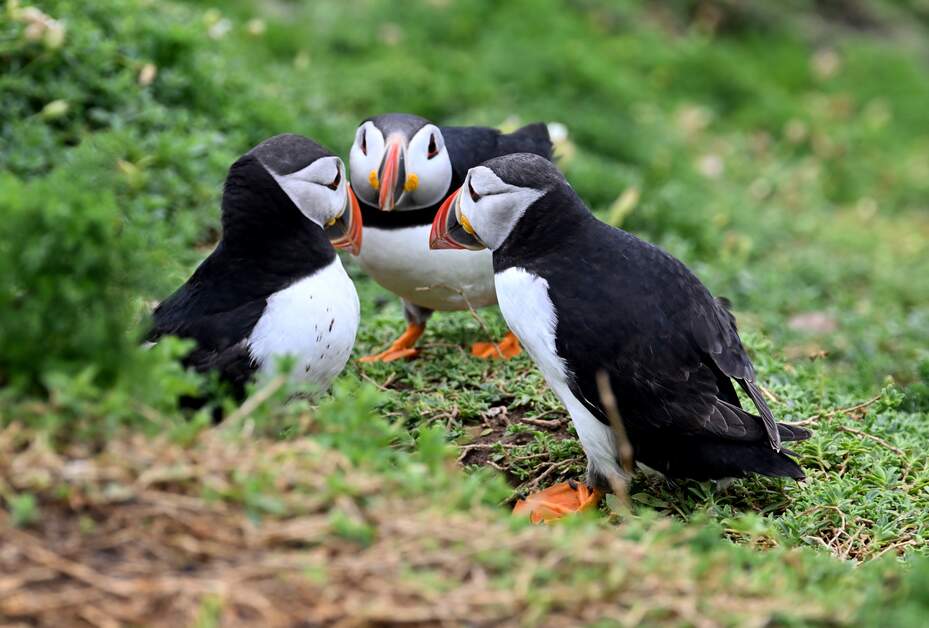 I wonder what they're planning...💚 📍Saltee Island. County Wexford 📸Chaosheng Zhang #FillYourHeartWithIreland