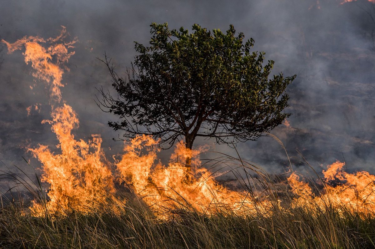 Gabrielasjr's tweet photo. Los efectos del #CambioClimático no solo se ven en el aumento de las temperaturas y el deshielo de los glaciares; afecta a toda forma de vida en nuestro planeta.

Debemos hacer #CienciaParaLaVida que nos permita garantizar un nuevo modelo de convivencia y armonía con la naturaleza.
