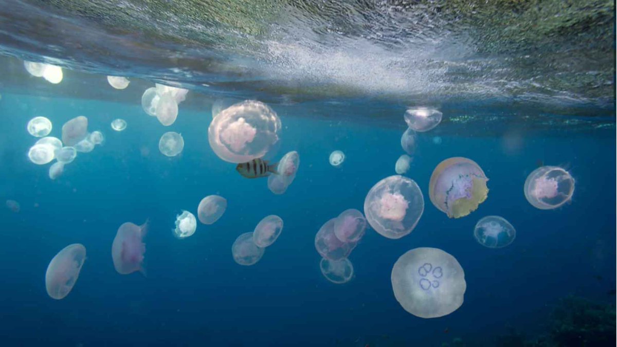 Gabrielasjr's tweet photo. Los efectos del #CambioClimático no solo se ven en el aumento de las temperaturas y el deshielo de los glaciares; afecta a toda forma de vida en nuestro planeta.

Debemos hacer #CienciaParaLaVida que nos permita garantizar un nuevo modelo de convivencia y armonía con la naturaleza.
