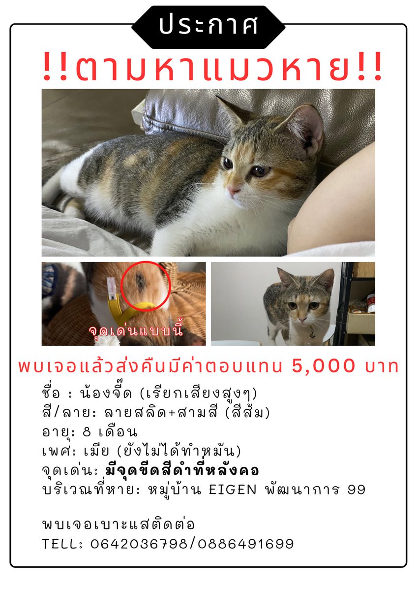 northxtarot's tweet photo. สวัสดีค่ะ รบกวนฝากทุกคนช่วยรีทวิตนี้หน่อยนะคะ 🙏🏻 น้องคนเล็กของบ้านหายไปตั้งแต่วันที่ 27 มีนาคม ตอนนี้ยังไม่เจอเลยค่ะ

หากใครพบเห็น สามารถติดต่อเหนือได้เลย��ะคะ

#แมวหาย https://t.co/kvw6KI9Lpw