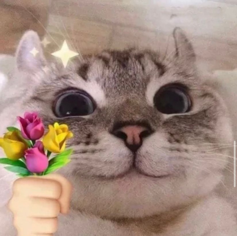 Punch Cat (@punchingcat) on Twitter photo 