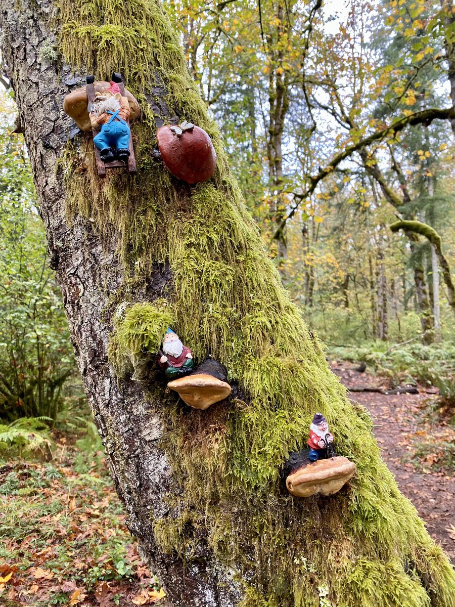 climbing a tree using mushroom steps on #MushroomMonday