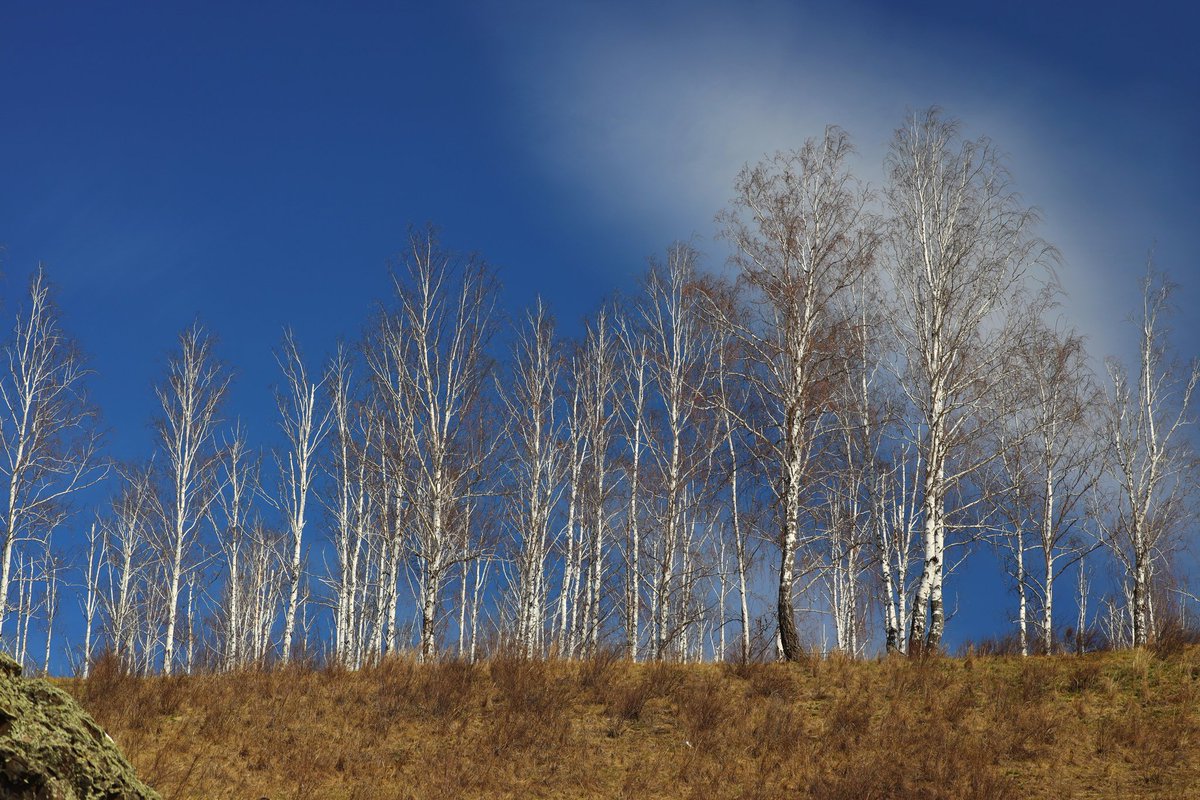 Чистое небо и пока ещё пустые берёзы. Такой он - весенний берёзовый лес

#CanonPhoto #Photography #LandscapePhotography
