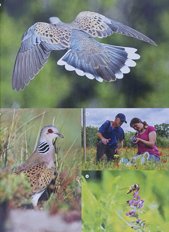 Delighted the spring issue of The RSPB Magazine published these two photos of a Turtle Dove. @Natures_Voice @RSPBbirders @RSPBNews @benandrewphotos See more Turtle Dove photos at alamy.com/search/imagere…
