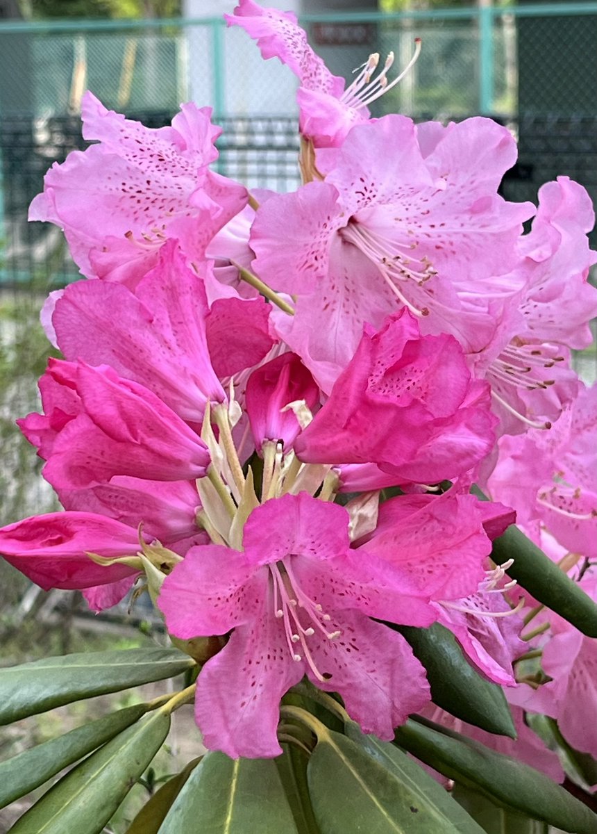 今日散歩の途中に青梅橋東公園で満開の「八重桜と石楠花」の花を見つけました 2024.4.15 撮影