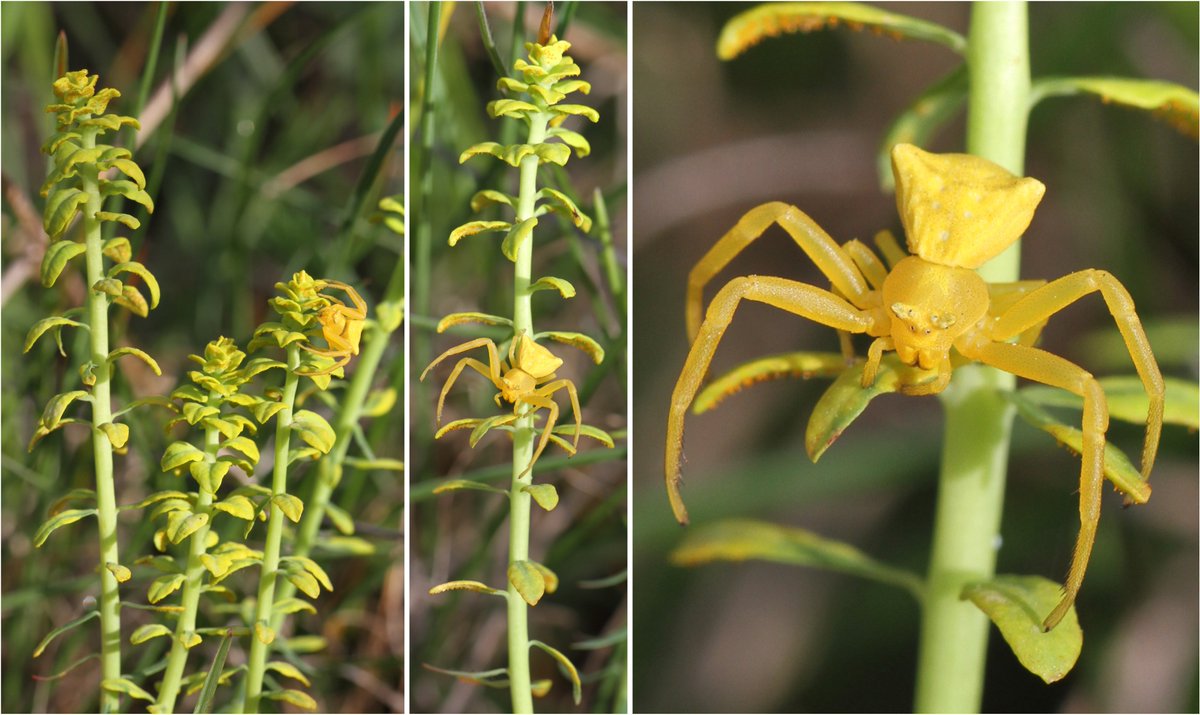 wheatpath's tweet photo. (1/3) A thought-provoking scene suggesting a quadripartite relationship 🤩 among a plant (cypress spurge #Euphorbia cyparissias), a parasitic fungus (rust #Aecidum euphorbia), pollinating insects, and a predatory arthropod (yellow crab spider #Thomisus onustus) (Roquesaltes, FR)! https://t.co/TjQ8WLU2Do