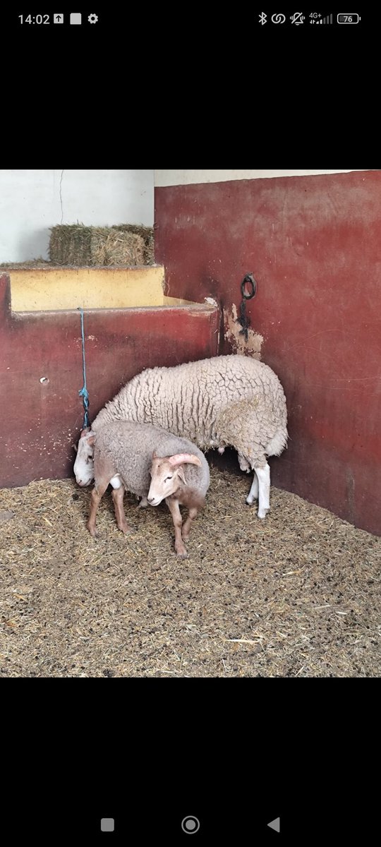 Gabriel1895509's tweet photo. Durante las prácticas los niños visitaron una protectora de animales y la vdd q había de todo y lo explicaron todo bastante bien, con excursiones así da gusto :P

Aquí podemos ver a su oveja con su cría, y podríamos apreciar la razón fe semejanza entre ellas #semejanzas3E https://t.co/U2VreKCiHd