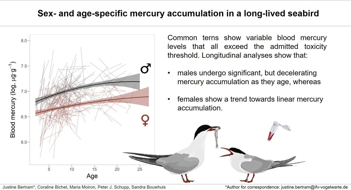 Out now & free to read for the next 50 days: doi.org/10.1016/j.scit…, where the wonderful Justine Bertram shows how #mercury #contamination in the Banter See common terns is substantial and varies with sex, age and #phenology. #ternscience