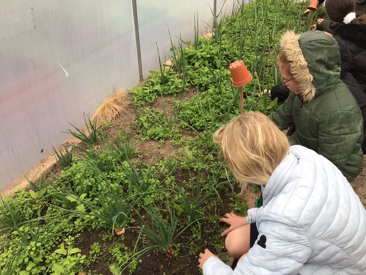 Lots to do in #gardeningclub after a two week break! The weeds don’t stop growing! @StJamesChorley @StJamesYear6