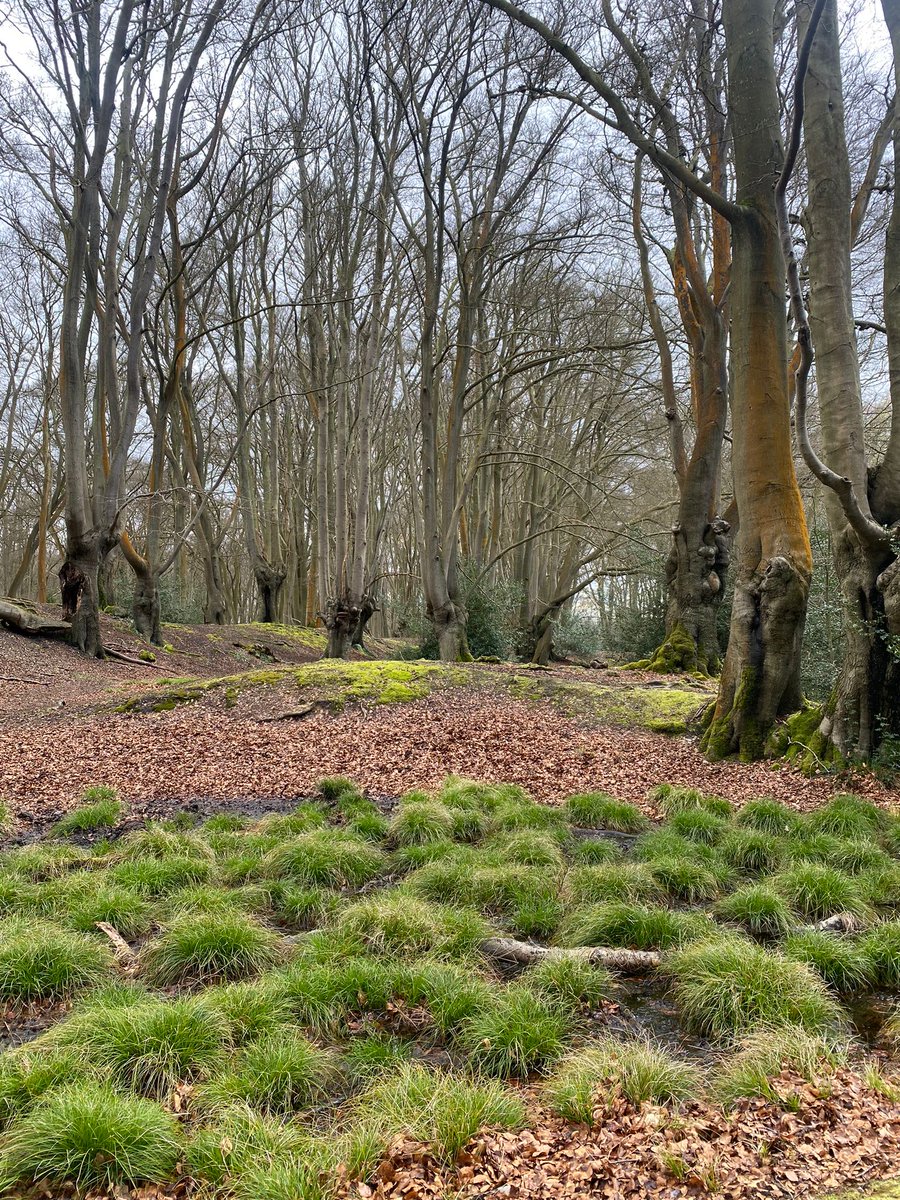 Great to meet Stephen and Keith from @LoughtonMChurch earlier to discuss their @ARochaUK  Eco church initiative and how we can continue to work together to support this wonderful ancient Forest 👏👏👏 #EppingForest #LoveEppingForest