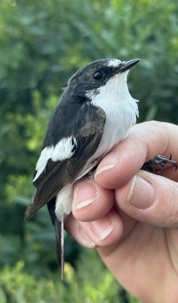 Having a great time at Gibraltar Bird Observatory!🪶 Lots of movement this morning - Black-eared Wheatear, Western Subalpine Warbler, Melodious Warbler to name a few 😍 Birds ringed and handled under license.