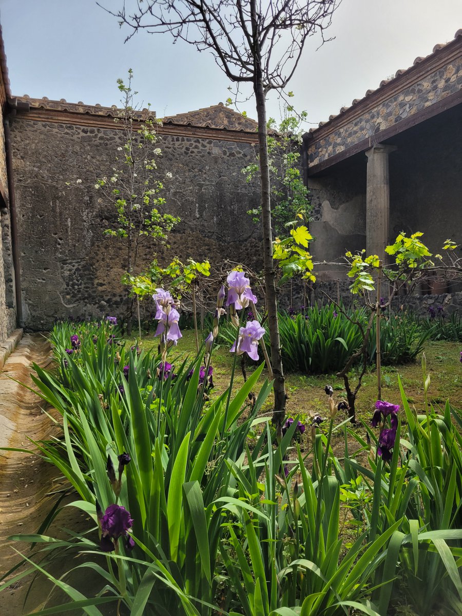 pompeii_sites's tweet photo. A #Pompei nell'ambito del “Corso di qualificazione professionale per Operatori del verde per giardini e parchi storici”, oggi nella Casa della Nave Europa sessione formativa a cura di Aprol Campania sulla Gestione dell'Oliveto, nell'ambito della convenzione con #unaprol #aprol https://t.co/NSVuoyZYpI