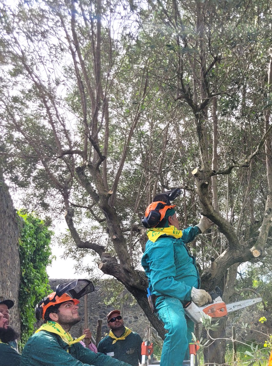 pompeii_sites's tweet photo. A #Pompei nell'ambito del “Corso di qualificazione professionale per Operatori del verde per giardini e parchi storici”, oggi nella Casa della Nave Europa sessione formativa a cura di Aprol Campania sulla Gestione dell'Oliveto, nell'ambito della convenzione con #unaprol #aprol https://t.co/NSVuoyZYpI