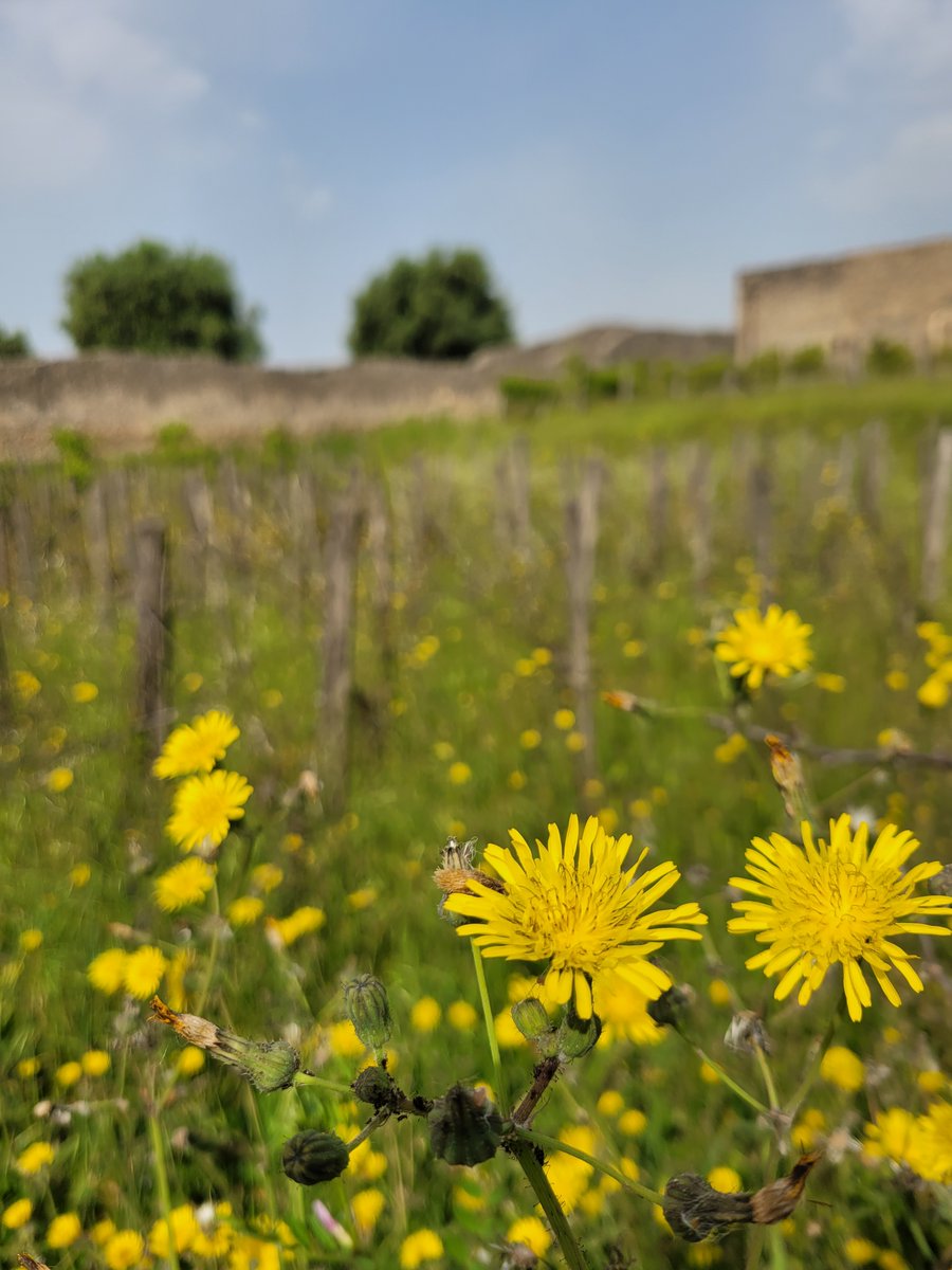 pompeii_sites's tweet photo. A #Pompei nell'ambito del “Corso di qualificazione professionale per Operatori del verde per giardini e parchi storici”, oggi nella Casa della Nave Europa sessione formativa a cura di Aprol Campania sulla Gestione dell'Oliveto, nell'ambito della convenzione con #unaprol #aprol https://t.co/NSVuoyZYpI