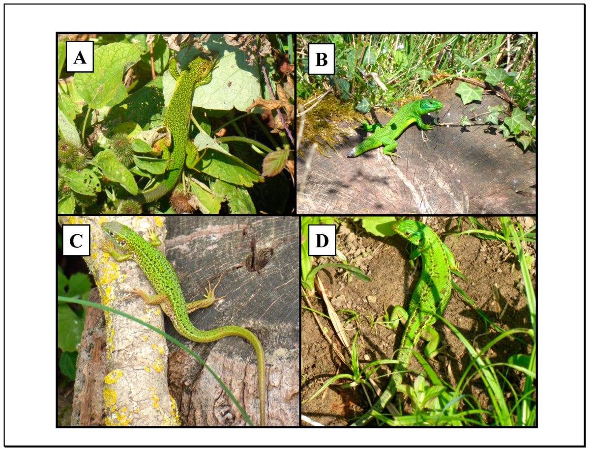 DiversityMDPI's tweet photo. 🦎Read this paper
📊Application of Univariate #DiversityMetrics to the Study of the Population Ecology of the Lizard Lacerta bilineata in an #EcotonalHabitat
🌳by Meek and Luiselli🔬
Article Views 678
#PopulationEcology #LizardEcology #Conservation
🦎https://t.co/L8xrJRQSPY https://t.co/RiIqVa8zxs
