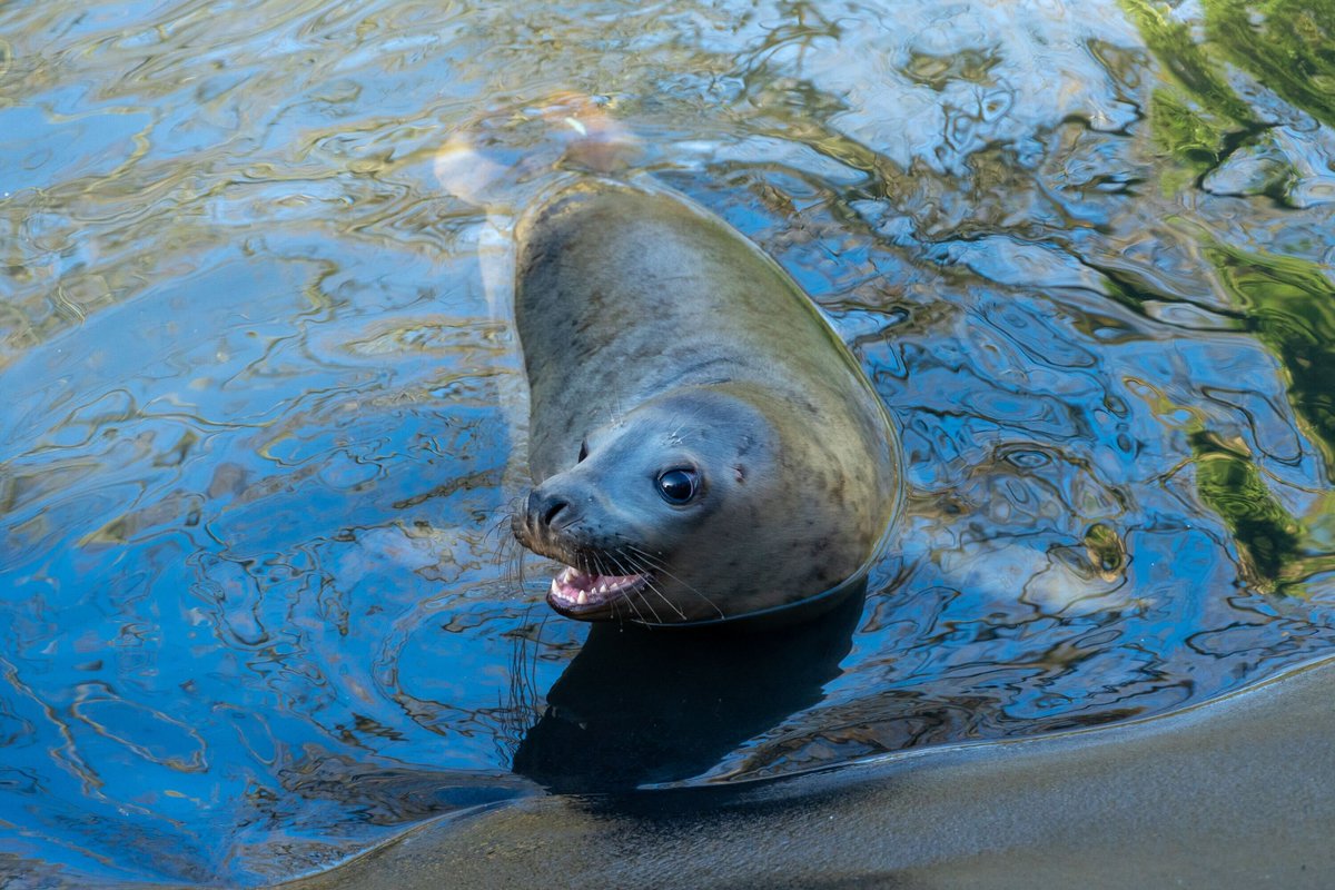 Bofin practising his party roar 🥳 Looks like he's ready to make lots of flippered friends at his first social gathering in the wild!💙 #seals #marinemammals #animalrescue